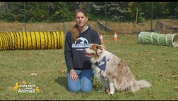 Vita in città con i nostri cani: i consigli dell'educatrice